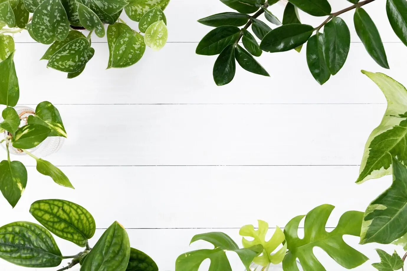 Hintergrund mit einem Rahmen aus grünen Pflanzenblättern